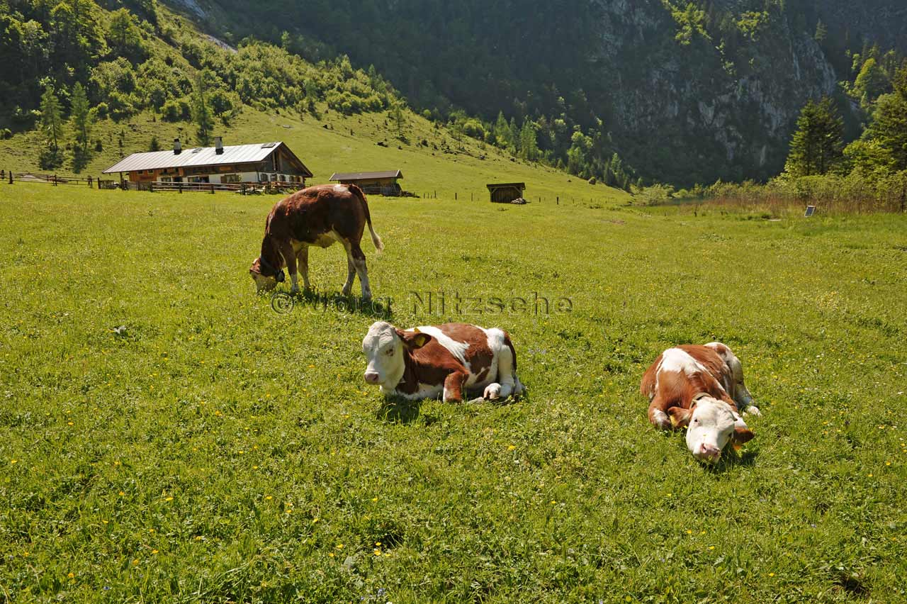 Auch die Kühe genießen diese unbeschreibliche Ruhe vor dem Saisonbeginn, aber auch die neue Freiheit auf den Weiden der Salet - Fotograf - Hamburg - Norderstedt - Ahrensburg - Jörg Nitzsche