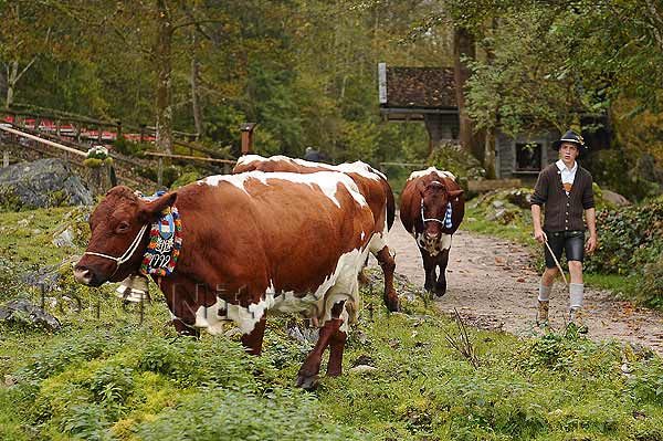 The cattle drive on the Fischunkelalm is over - Jörg Nitzsche Hamburg Germany