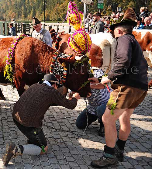 garlanding the cows at the Königssee in Berchtesgaden - Jörg Nitzsche Hamburg Germany