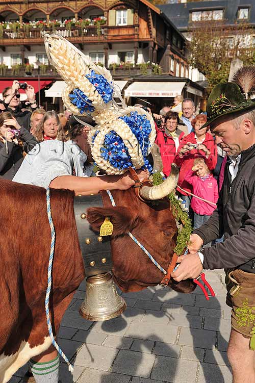 Aufkranzen der Kühe am Königssee in Berchtesgaden